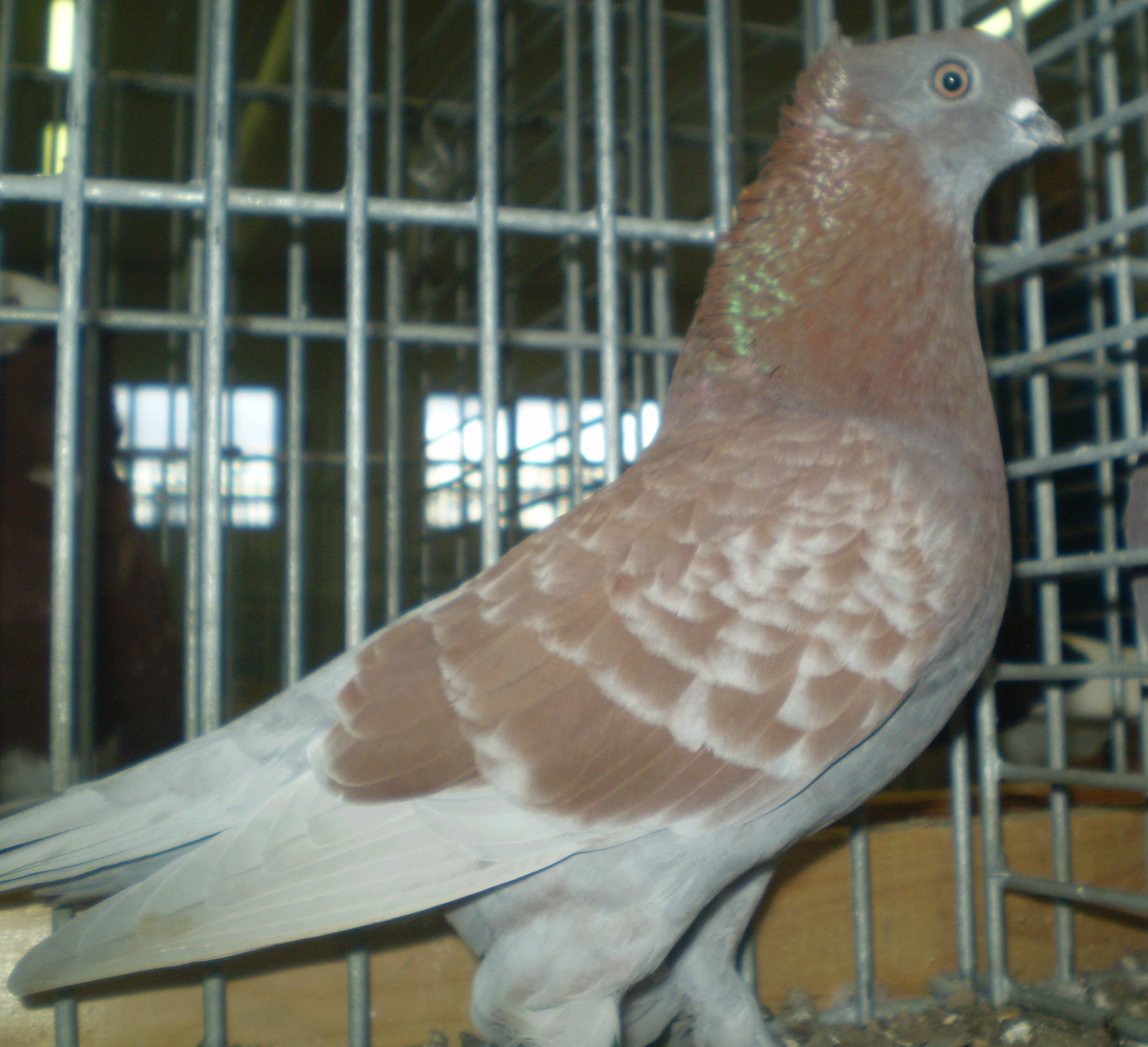 P1010098